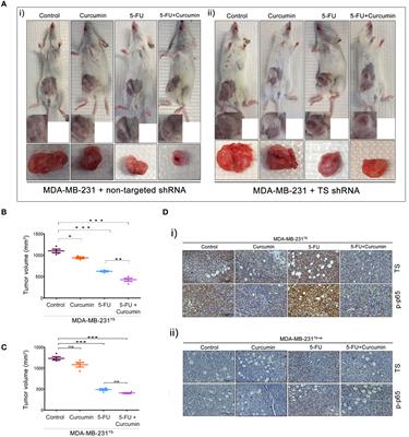 Corrigendum: Targeting thymidylate synthase enhances the chemosensitivity of triple-negative breast cancer towards 5-FU-based combinatorial therapy